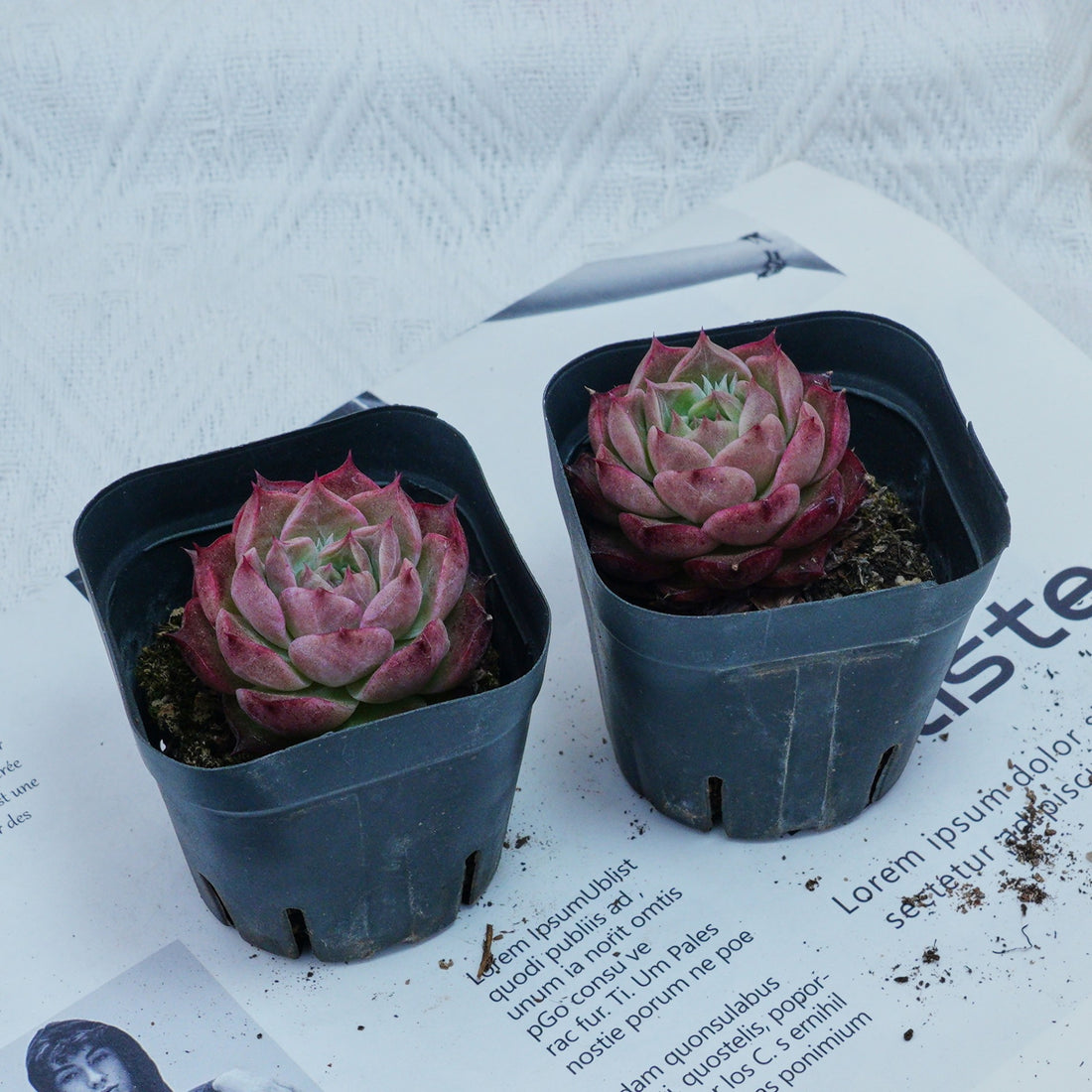 2'' Echeveria Seashell, Rare Live Succulent Plants