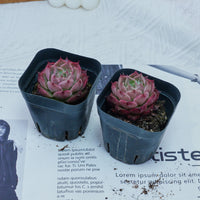2'' Echeveria Seashell, Rare Live Succulent Plants