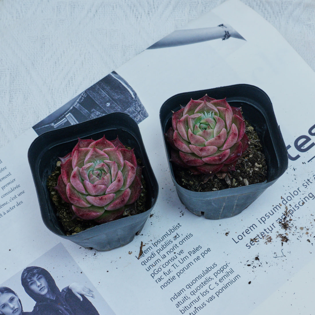 2'' Echeveria Seashell, Rare Live Succulent Plants