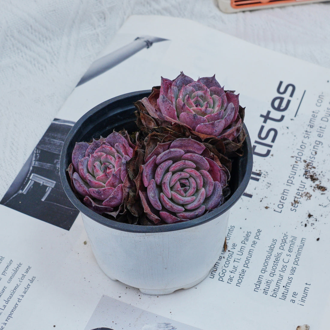 4'' Echeveria Laulensis, Rare Live Succulent Plants