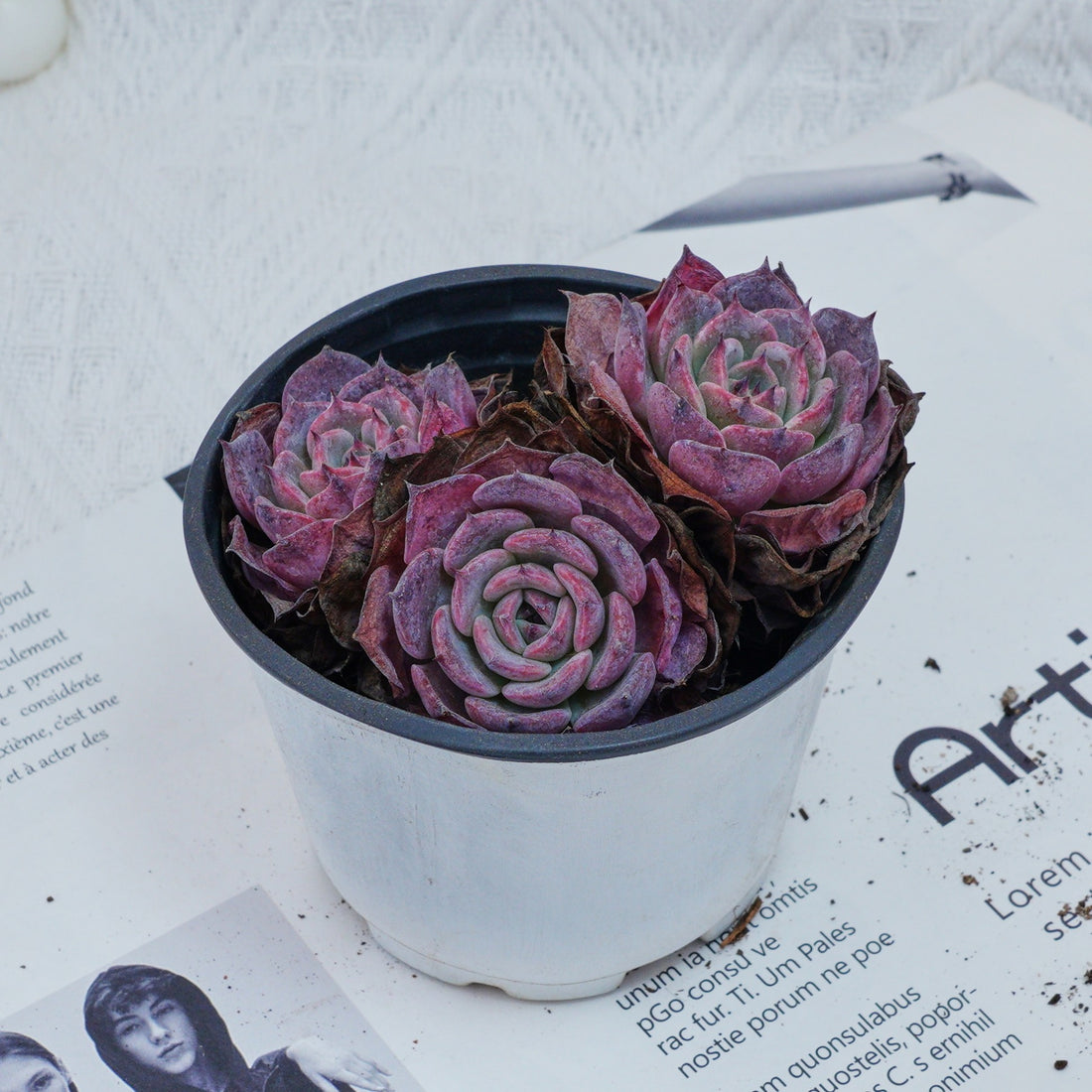 4'' Echeveria Laulensis, Rare Live Succulent Plants