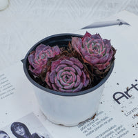 4'' Echeveria Laulensis, Rare Live Succulent Plants