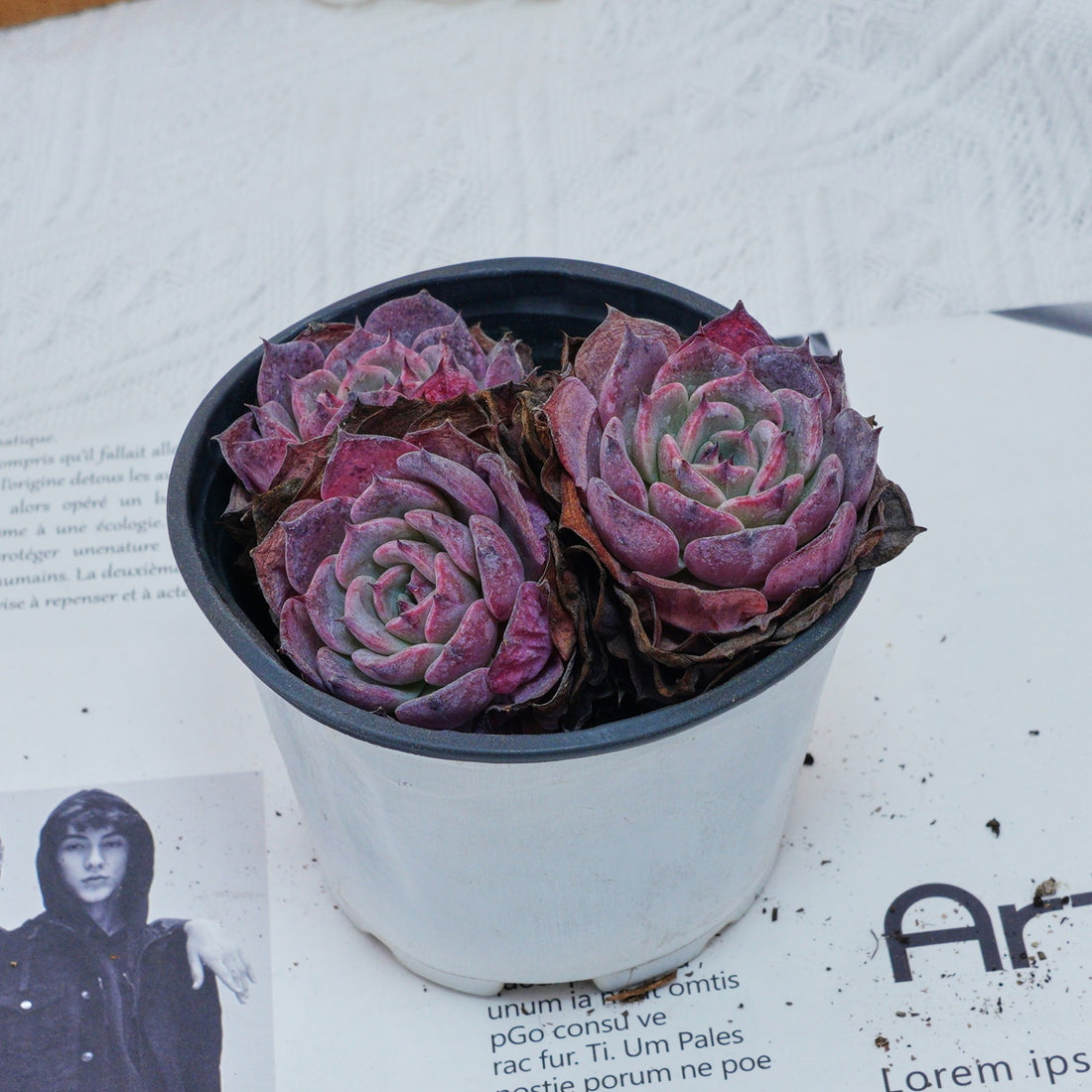 4'' Echeveria Laulensis, Rare Live Succulent Plants