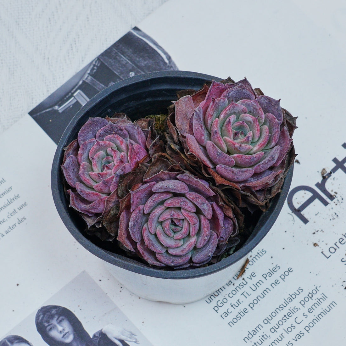 4'' Echeveria Laulensis, Rare Live Succulent Plants