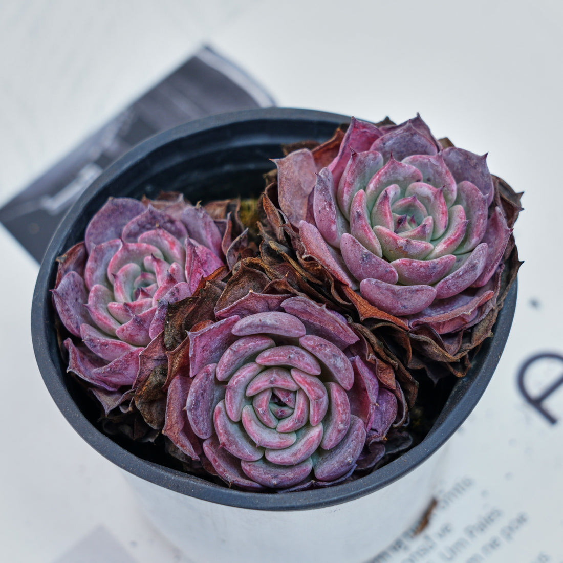4'' Echeveria Laulensis, Rare Live Succulent Plants