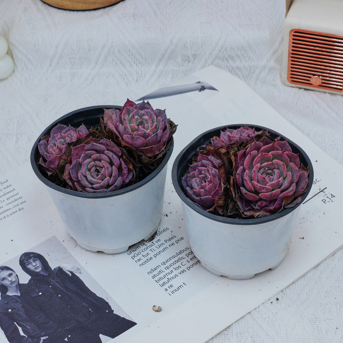 4'' Echeveria Laulensis, Rare Live Succulent Plants