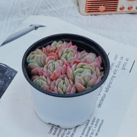 4'' Echeveria Elegans Berry, Rare Live Succulent Plants