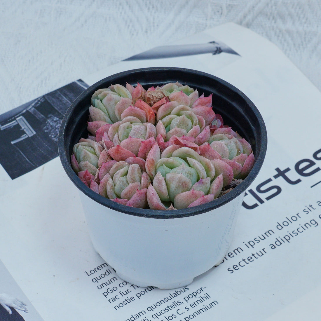 4'' Echeveria Elegans Berry, Rare Live Succulent Plants