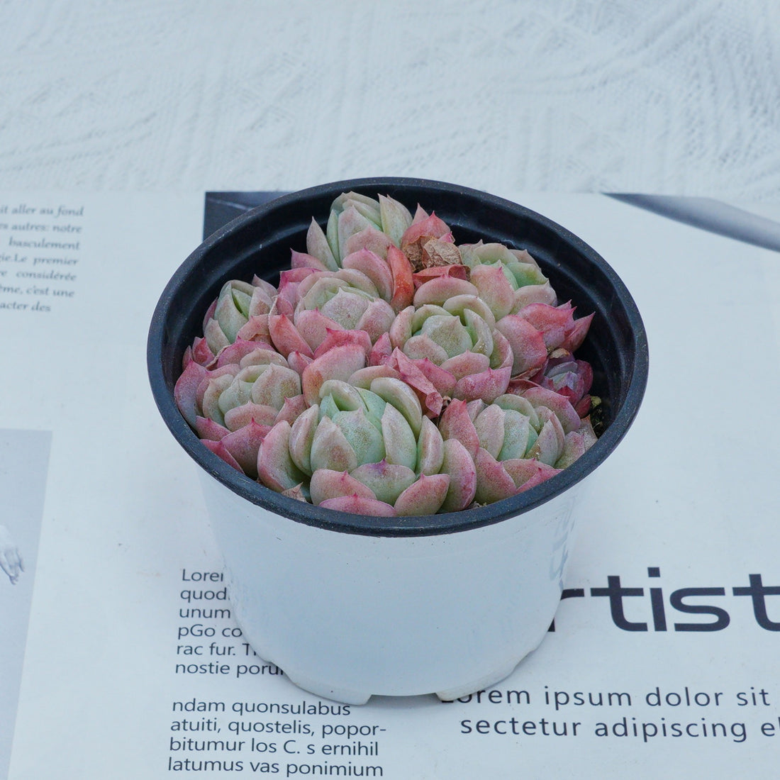 4'' Echeveria Elegans Berry, Rare Live Succulent Plants