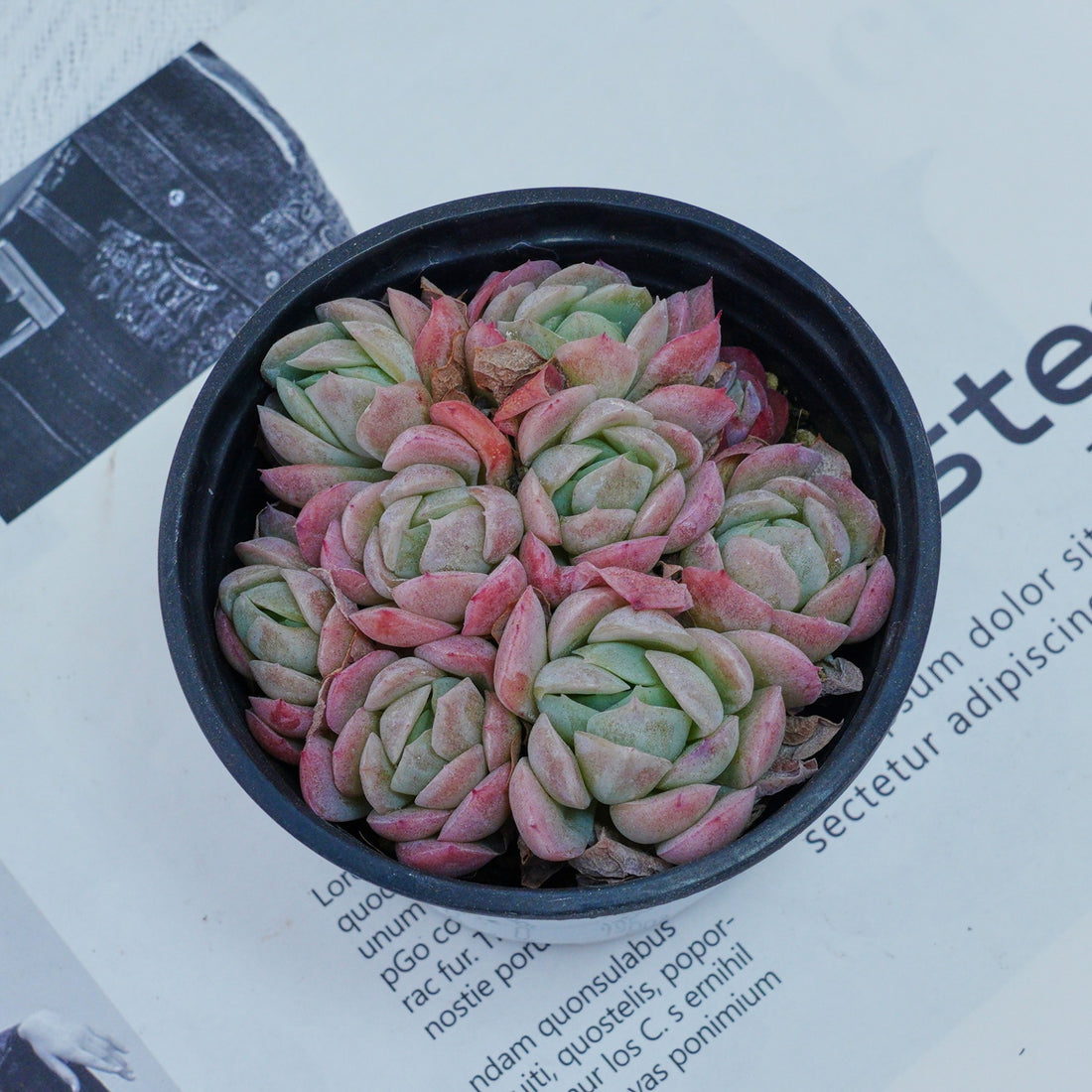 4'' Echeveria Elegans Berry, Rare Live Succulent Plants