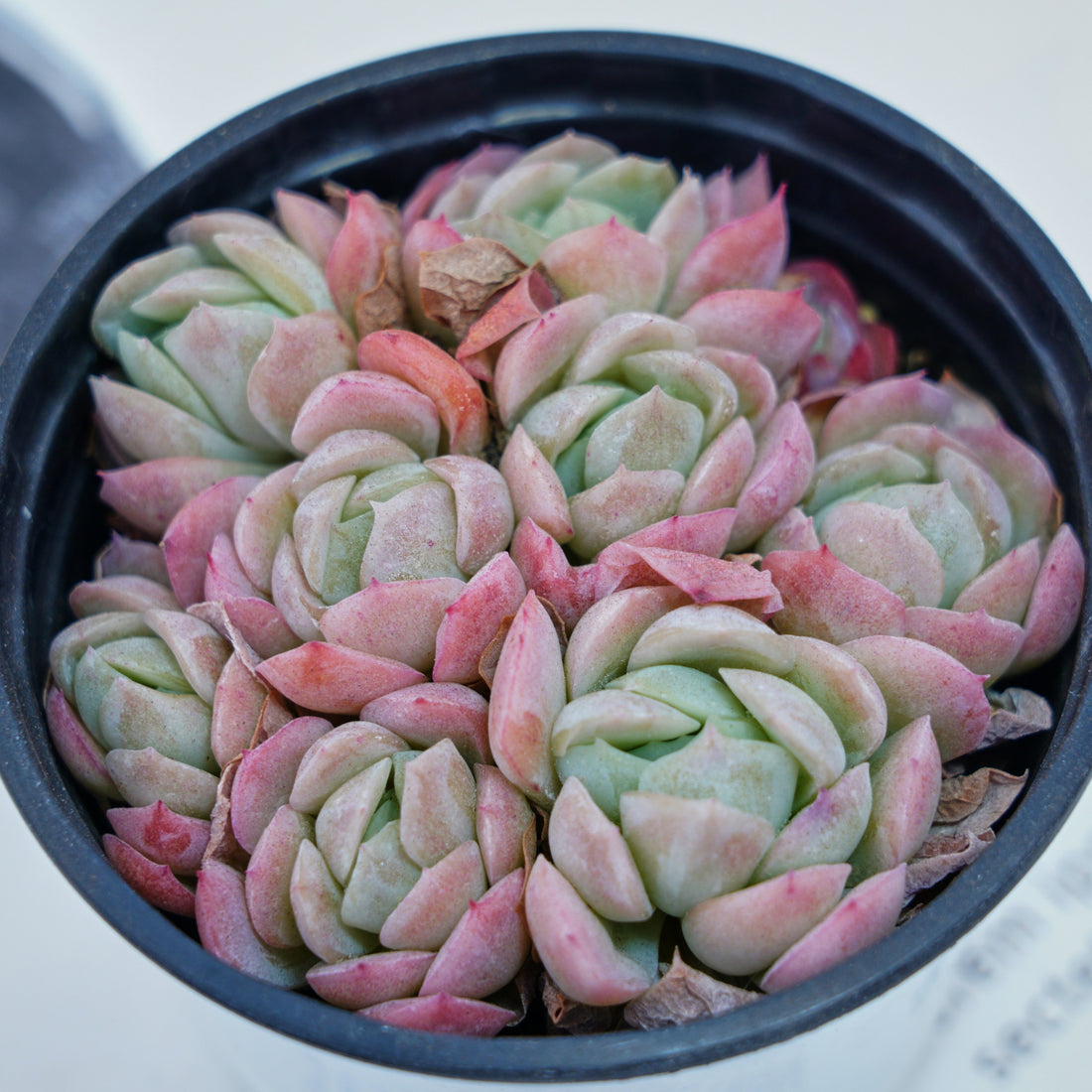 4'' Echeveria Elegans Berry, Rare Live Succulent Plants