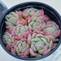 4'' Echeveria Elegans Berry, Rare Live Succulent Plants