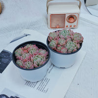 4'' Echeveria Elegans Berry, Rare Live Succulent Plants