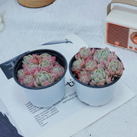 4'' Echeveria Elegans Berry, Rare Live Succulent Plants