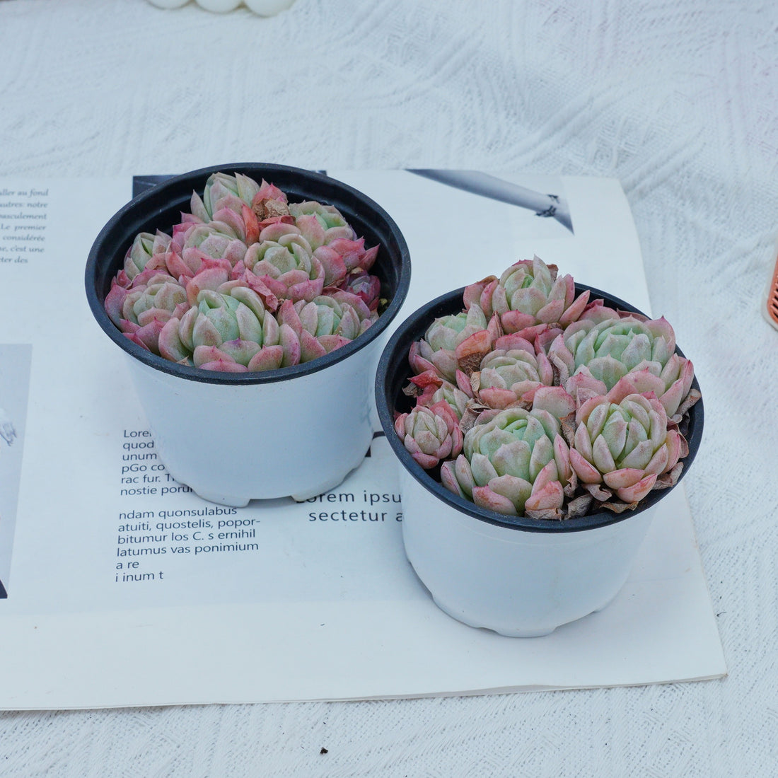 4'' Echeveria Elegans Berry, Rare Live Succulent Plants
