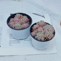 4'' Echeveria Elegans Berry, Rare Live Succulent Plants