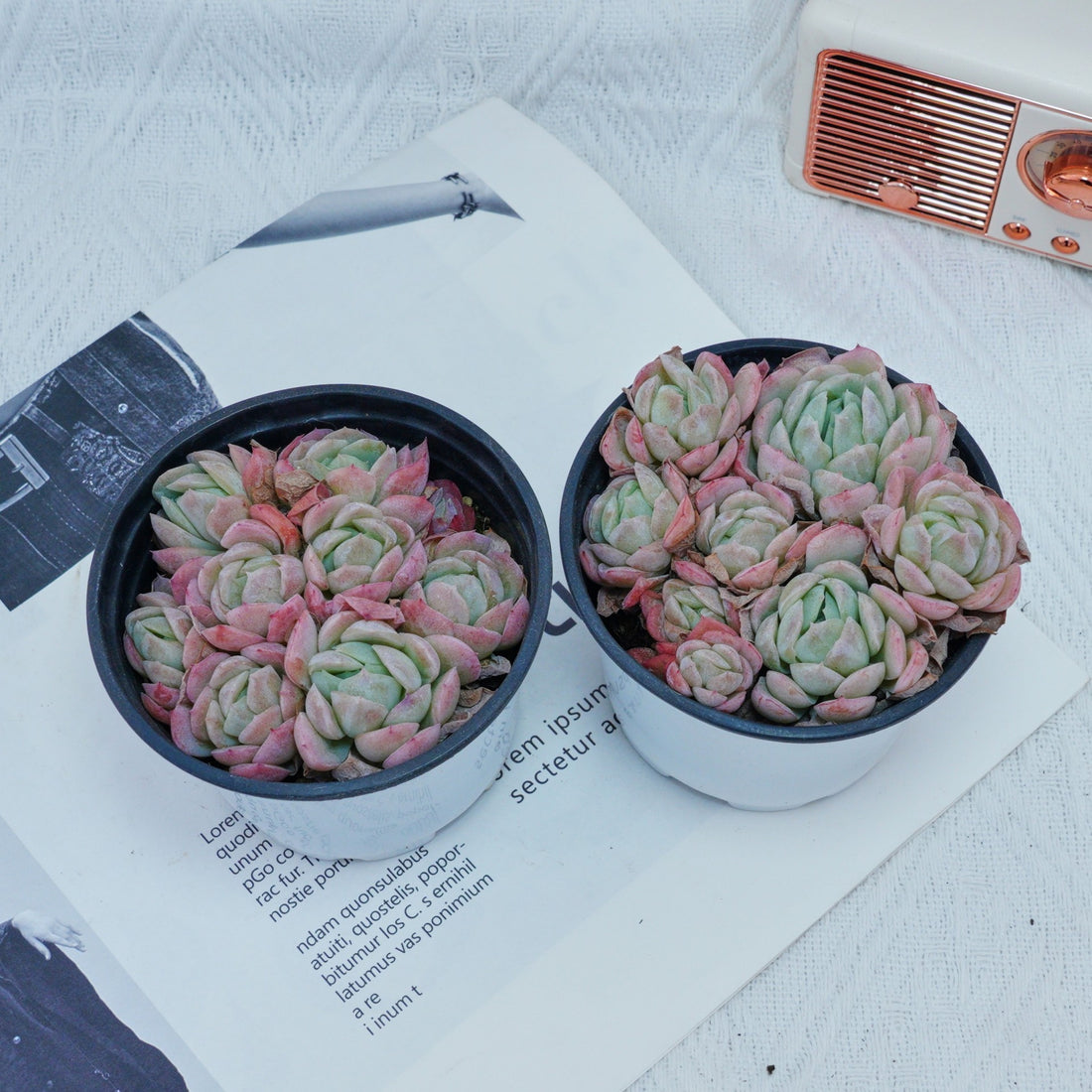 4'' Echeveria Elegans Berry, Rare Live Succulent Plants