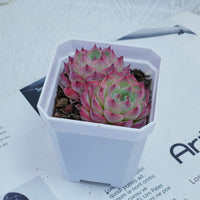 3'' Echeveria Pink Crystal, Rare Live Succulent Plants