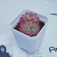 3'' Echeveria Pink Crystal, Rare Live Succulent Plants