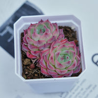 3'' Echeveria Pink Crystal, Rare Live Succulent Plants
