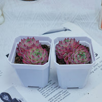 3'' Echeveria Pink Crystal, Rare Live Succulent Plants