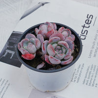4'' Echeveria Snow, Rare Live Succulent Plants