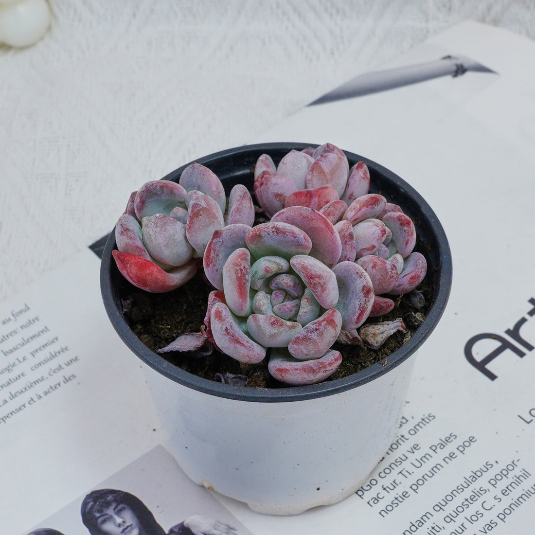 4'' Echeveria Snow, Rare Live Succulent Plants
