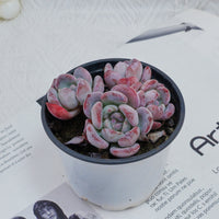 4'' Echeveria Snow, Rare Live Succulent Plants