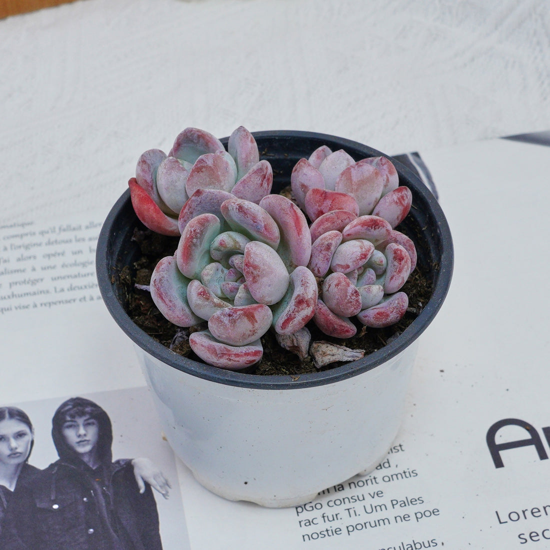 4'' Echeveria Snow, Rare Live Succulent Plants