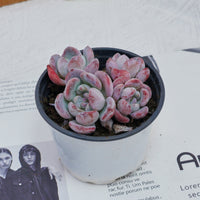 4'' Echeveria Snow, Rare Live Succulent Plants
