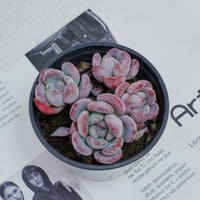 4'' Echeveria Snow, Rare Live Succulent Plants