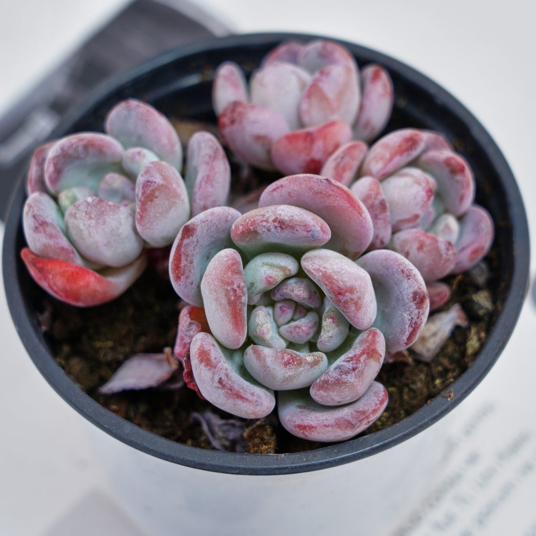 4'' Echeveria Snow, Rare Live Succulent Plants