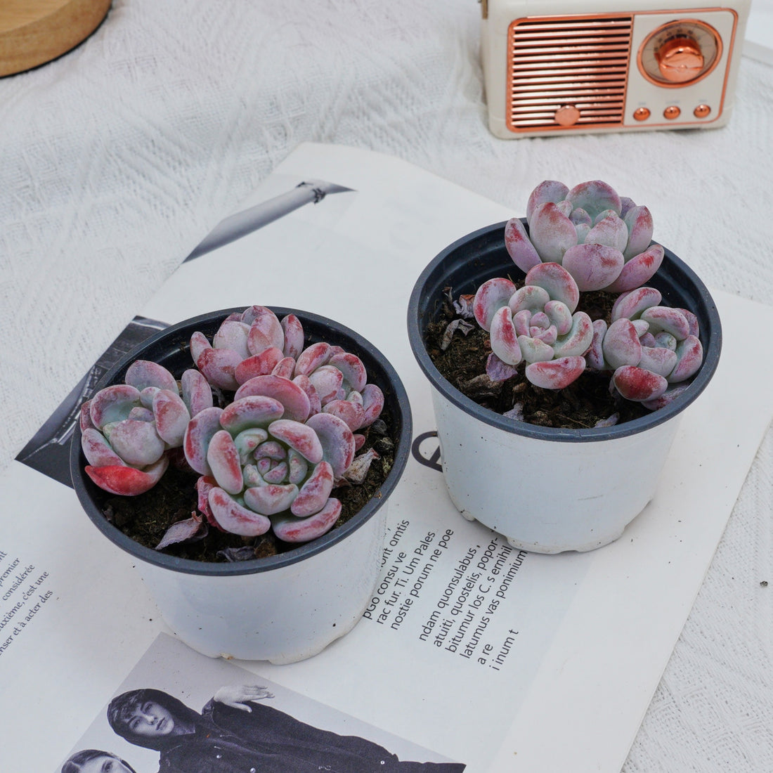 4'' Echeveria Snow, Rare Live Succulent Plants