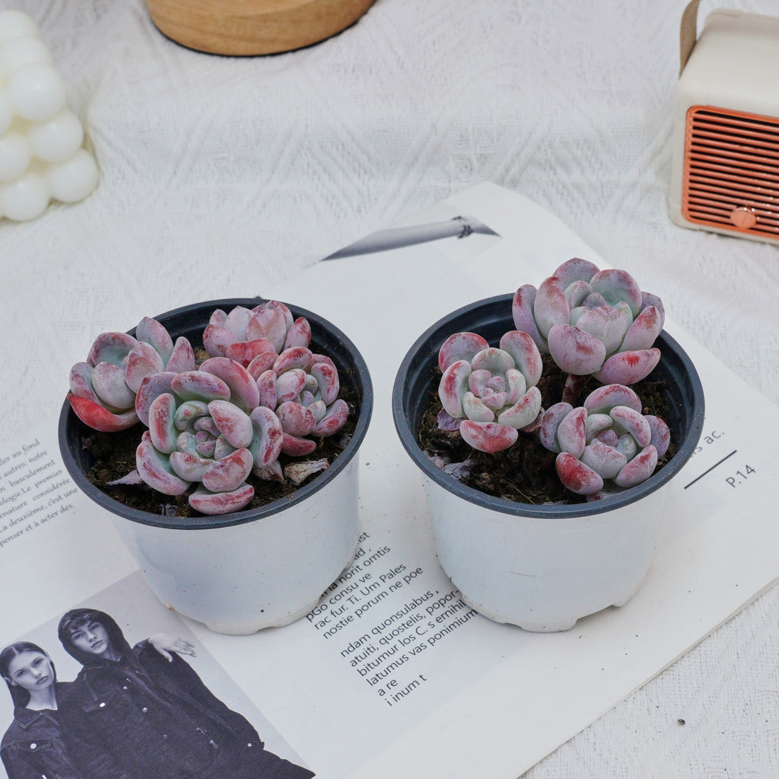 4'' Echeveria Snow, Rare Live Succulent Plants