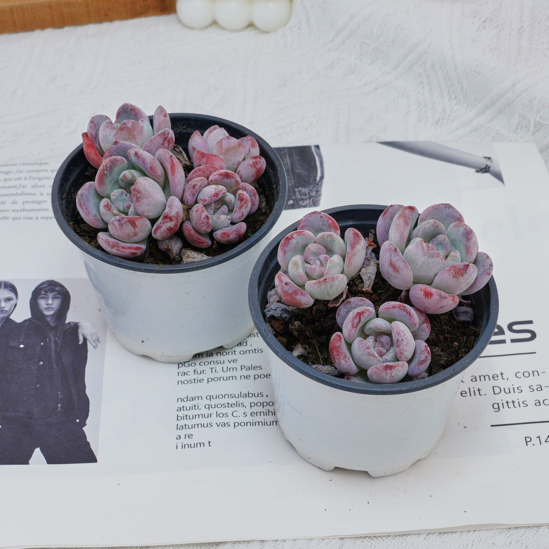4'' Echeveria Snow, Rare Live Succulent Plants