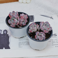 4'' Echeveria Snow, Rare Live Succulent Plants