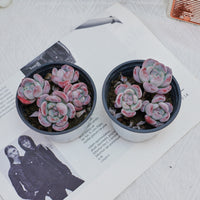 4'' Echeveria Snow, Rare Live Succulent Plants