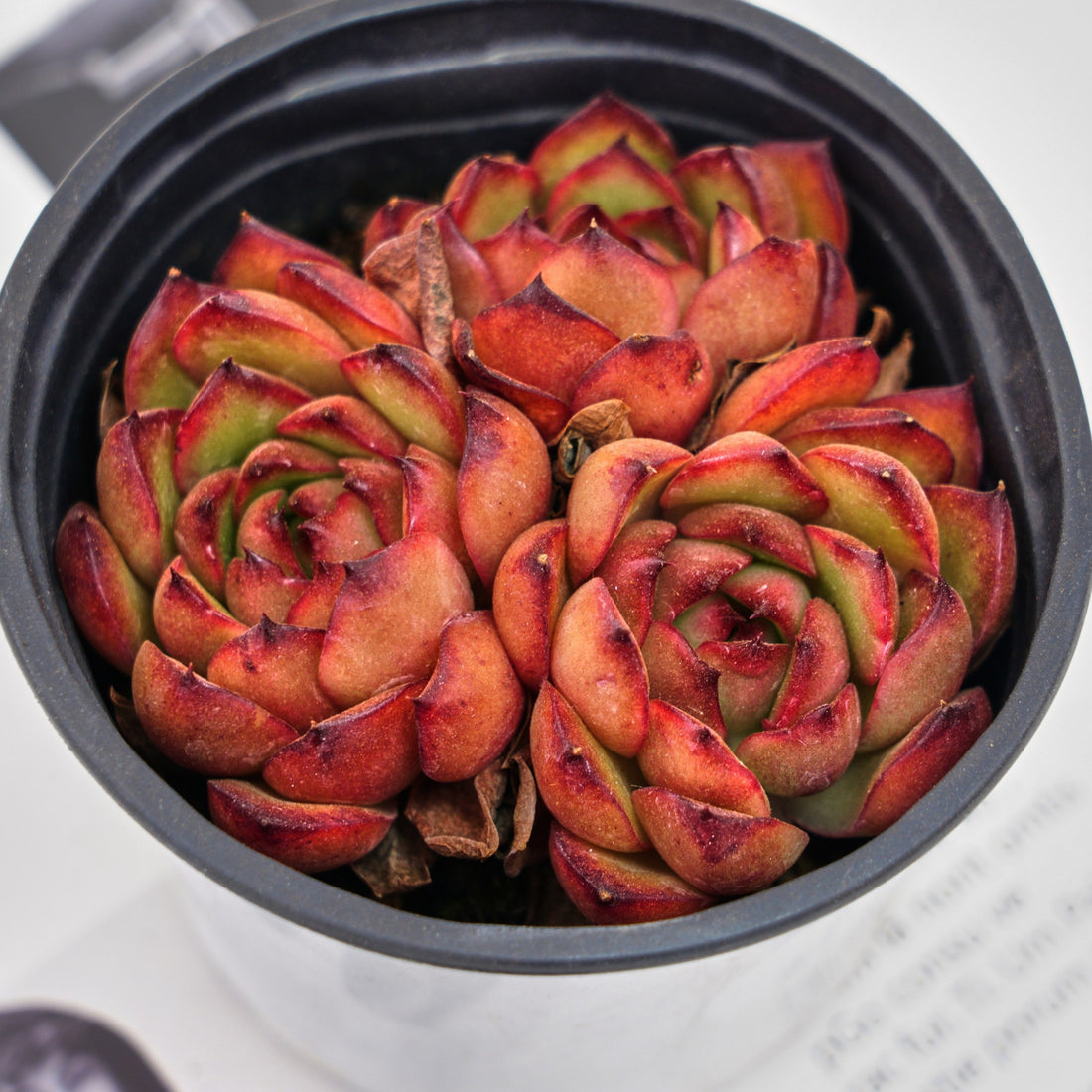 4'' Echeveria Puli-lindsayana, Rare Live Succulent Plants
