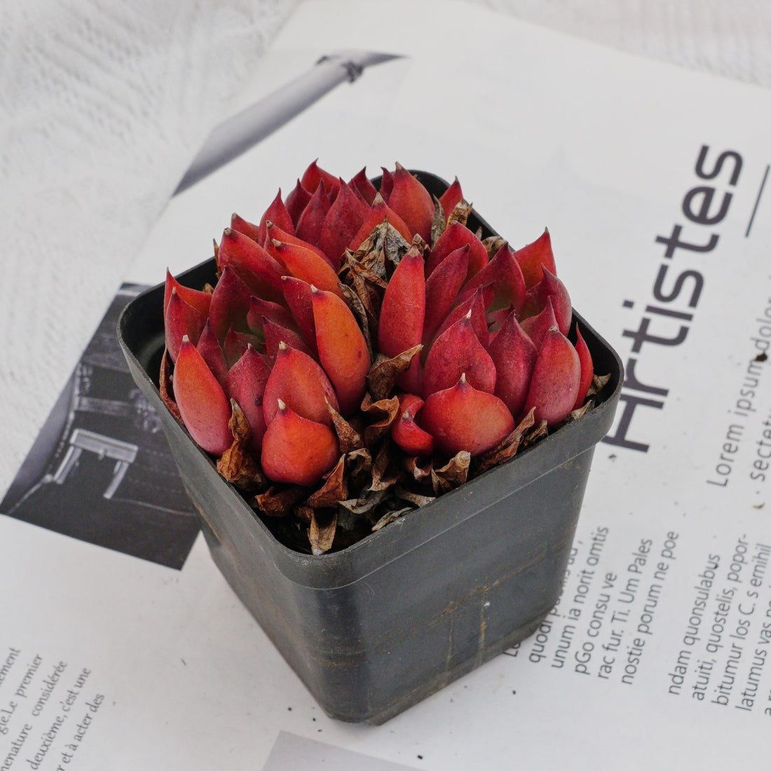 3'' Echeveria Frank, Rare Live Succulent Plants
