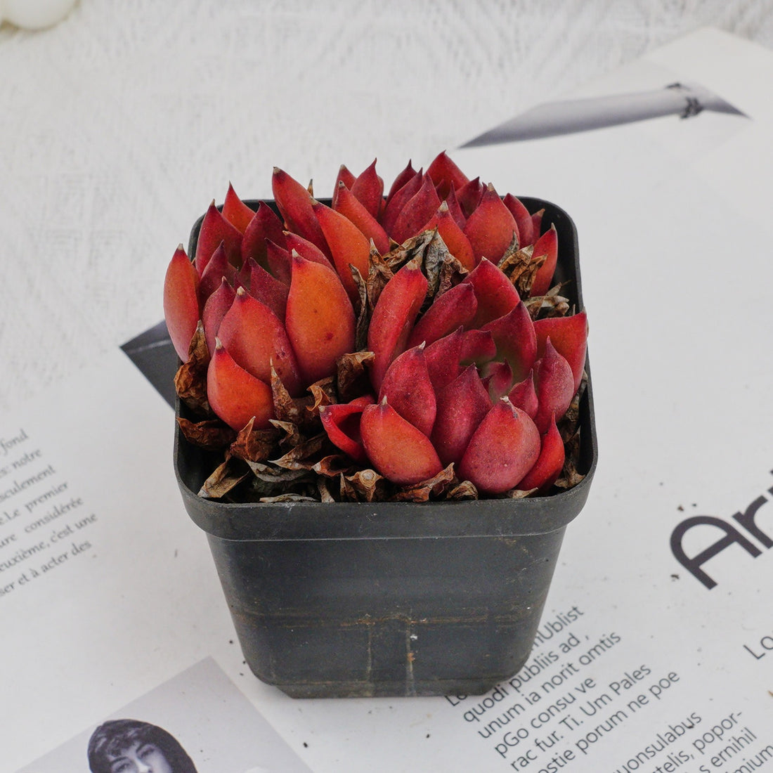 3'' Echeveria Frank, Rare Live Succulent Plants