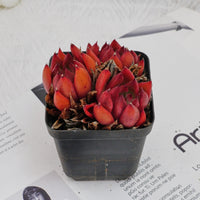 3'' Echeveria Frank, Rare Live Succulent Plants