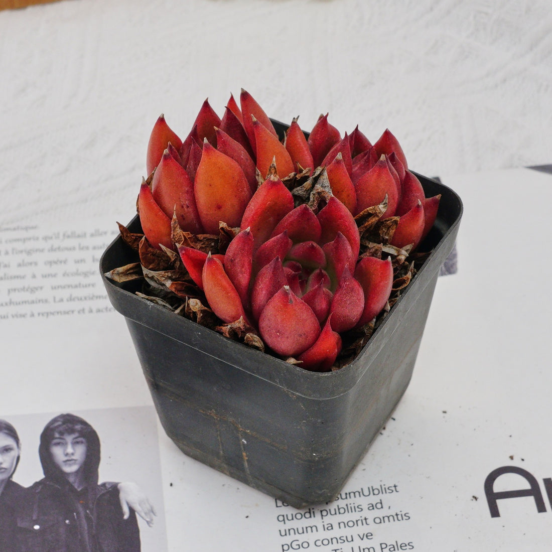 3'' Echeveria Frank, Rare Live Succulent Plants