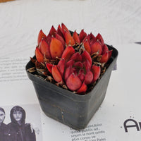 3'' Echeveria Frank, Rare Live Succulent Plants