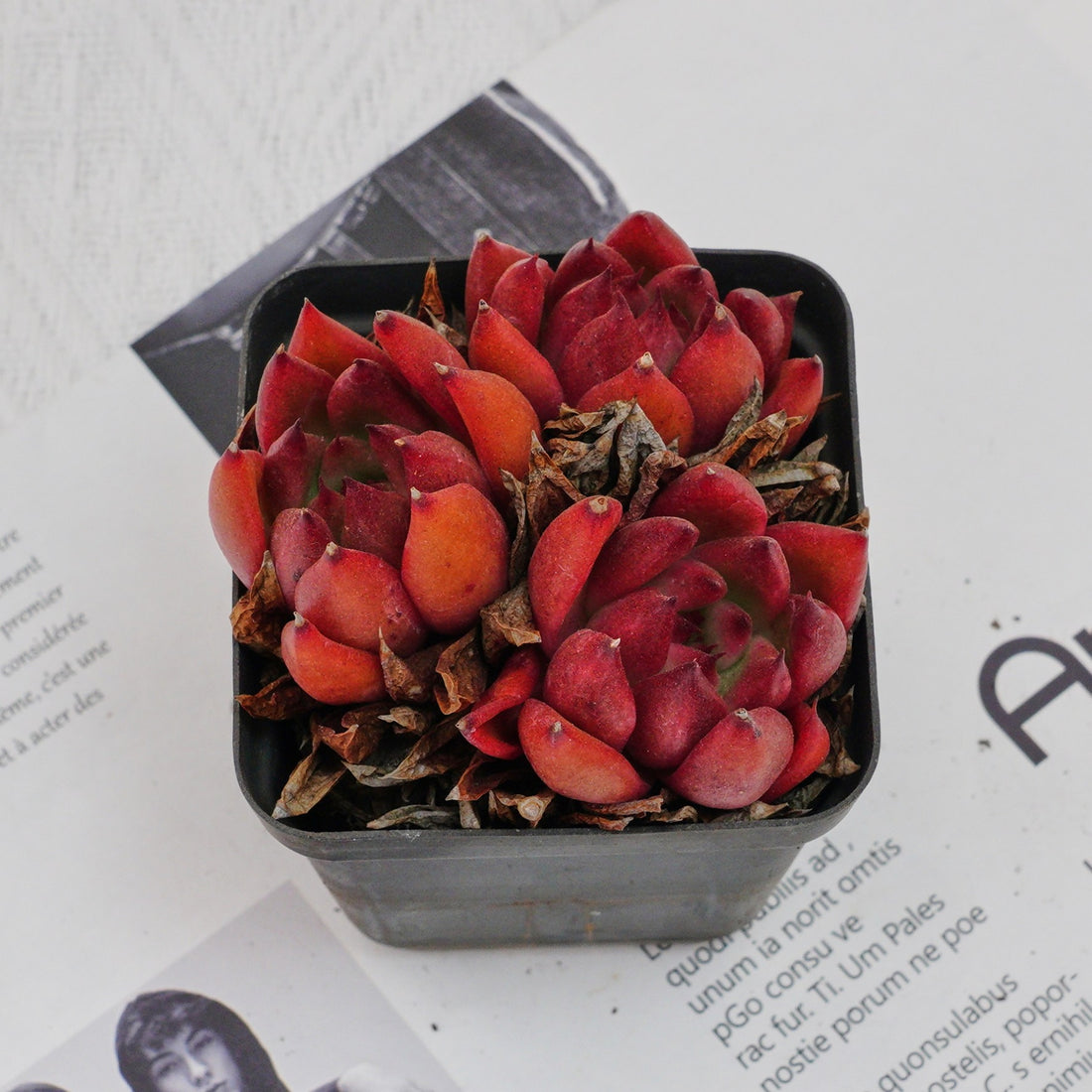 3'' Echeveria Frank, Rare Live Succulent Plants
