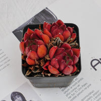 3'' Echeveria Frank, Rare Live Succulent Plants