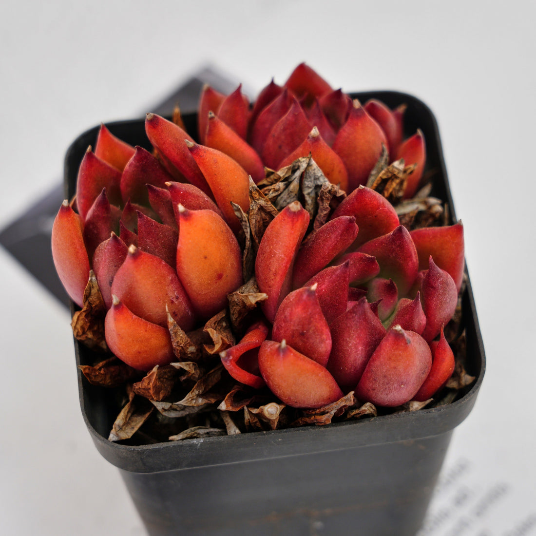 3'' Echeveria Frank, Rare Live Succulent Plants