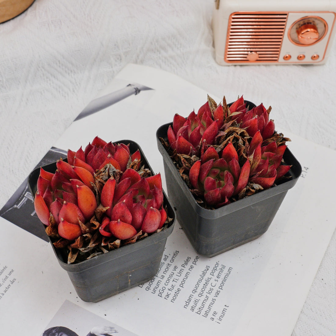 3'' Echeveria Frank, Rare Live Succulent Plants