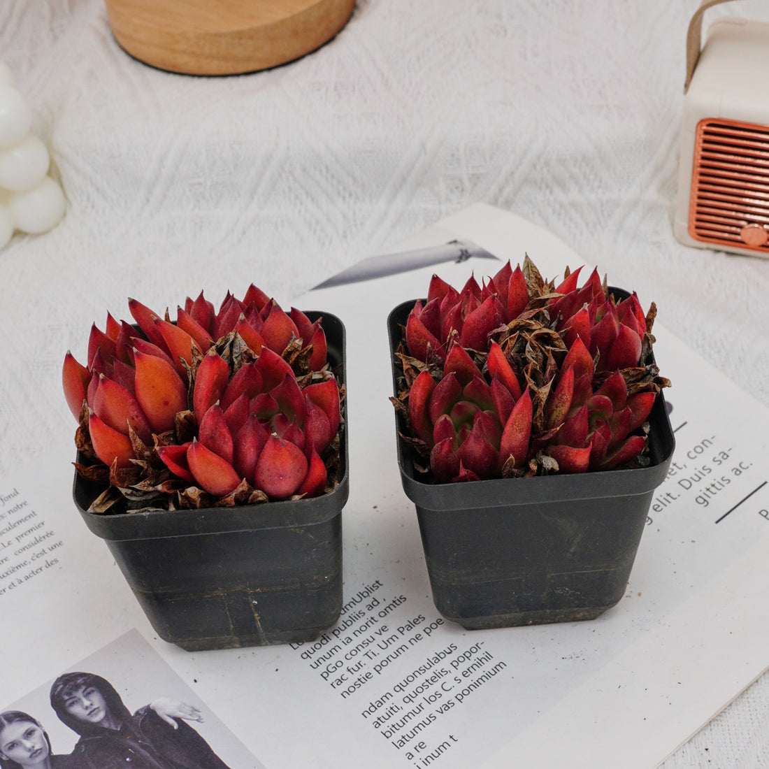3'' Echeveria Frank, Rare Live Succulent Plants