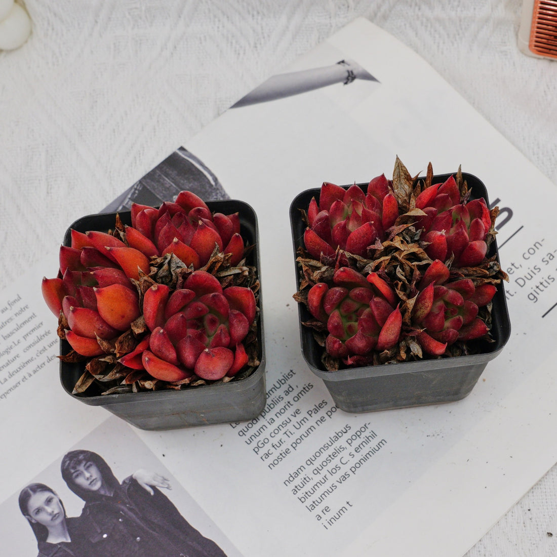 3'' Echeveria Frank, Rare Live Succulent Plants