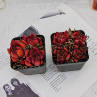 3'' Echeveria Frank, Rare Live Succulent Plants